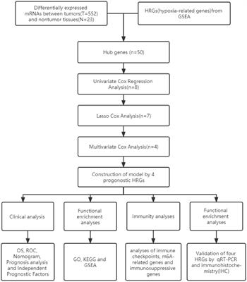 Construction of novel hypoxia-related gene model for prognosis and tumor microenvironment in endometrial carcinoma